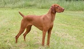 Vizslas puppies prices vizslas prices vary depending on the countries where you consider buying your puppy. Vizsla Dog Breed Information