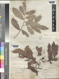 Image result for Monanthotaxis