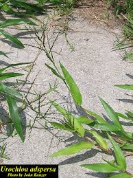 Image result for Urochloa