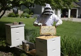 A beehive at home brings your garden to life as the bees pollinate your plants for optimum yield. Backyard Beekeeping Grows In Popularity With Little Oversight News Eagletribune Com