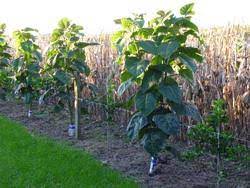 We did not find results for: Tamarillo Incredible Edibles Bringing Your Garden Alive With Fruit