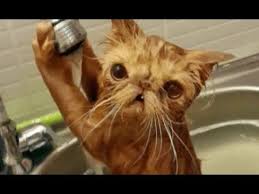 Try Not To Laugh Challenge Funny Cats And Dogs Super Hard Try Not To Laugh Challenge Funny Animal Compilation Youtube Crazy Cats Cats Funny Animals