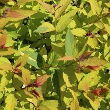 Image result for spirea japonica gold princess