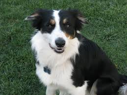 Black And White Herding Dog Breeds Black White Tri Border Collie World Cutest Dog Best Dog Breeds Border Collie Lover