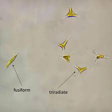 Image result for Phaeoptilum