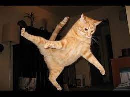 Https T Co Bk7cxslmnz Crazy Cats Fail Compilation Http Img Youtube Com Vi 467hzcoifba 0 Jpg Funny Cat Compilation Funny Cat Videos Funny Animal Videos