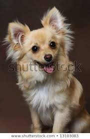 Pomeranian Chihuahua Mix Black And Brown Gopdebates Chihuahua Pomeranian Mix Puppies For Sale Pomchi Pomeranian Chihuahua Mix Info Tempe In 2020 Pomeranian Mix Pomeranian Chihuahua Mix Pomeranian Mix Puppies