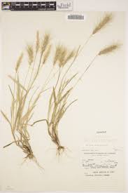 Image result for Trichoneura grandiglumis