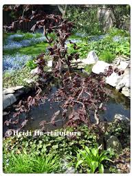 Image result for Aeollanthus neglectus