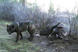 Jason momoa is especially well cast as the head of the wolf pack. When Cattle Go Missing In Wolf Territory Who Should Pay The Price Pay For Prey High Country News Know The West