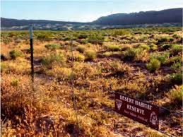 Kimberlie mccue said poachers usually fit one of two categories. The Gypsum Cactus Pediocactus Sileri