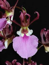 Image result for Eulophia guineensis