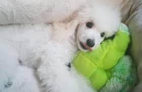 Puppy love grooming el paso. Bark In Style Mobile Pet Grooming 15940 Montana Ave El Paso Tx 79938 Yp Com