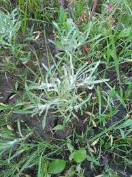 Image result for Gnaphalium unionis