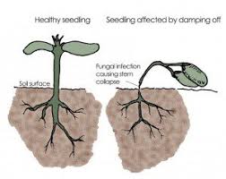 Image result for tomato seedling damping off