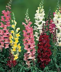 Pin By Dayswith Pen On Home Garden Mine Snapdragon Flowers Beautiful Flowers Garden Annual Flowers