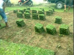 Selain unik, rumput ini memeliki kelebihan yang sama bersama rumput gajah lokal dan gajah mini yakni kuat. Jual Rumput Gajah Mini Magelang Murah Terbaik Wa 082 330 699 673 Jual Rumput Gajah Mini Magelang