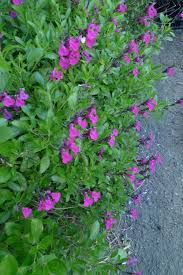 They make a great cut flower and look. Five Perfect Parking Strip Plants Portland Monthly