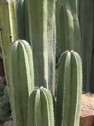 Image result for Lophocereus marginatus