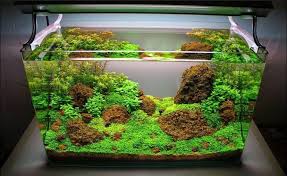Beli produk aquarium unik berkualitas dengan harga murah dari berbagai pelapak di indonesia. 7 Ide Hiasan Aquarium Cantik Yang Murah Meriah