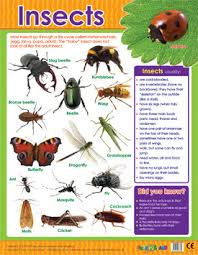 Insects Learning Chart School Poster
