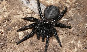 And while the spiders can swim, they can only survive in the water spider spider is one of the few that lives close to water or in the water. Funnel Web Spider Facts Bite Habitat Information