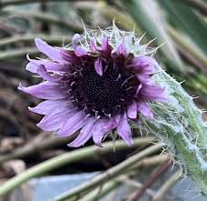 Image result for Berkheya zeyheri