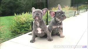 Tri color french bulldogs these are my personal favorite. Lilac And Tan Carry Tan French Bulldog Puppies Youtube