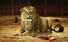 Follow the vibe and change your wallpaper every day! Animals 1920x1200 Lion Widescreen Resolution High Mobile Iphone Hd Wallpaper Wallpaperbetter
