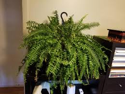 Check spelling or type a new query. My Boston Fern Hates Me When I Bought Him He Looked Like A Huge 80s Perm And Now He S Just Droopy Dry And Shedding What Can I Do To Help This Guy