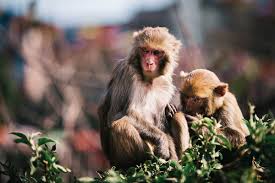 Affiliations 1 drug clinical trial center, peking university third hospital, beijing, china.; What Is Monkey B Virus That Has Caused First Death In China All You Need To Know
