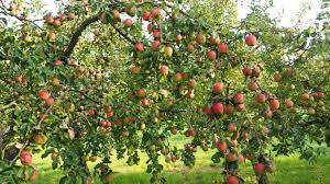 Choosing where to plant in 5 easy steps gary talks about what to consider and what to avoid when planning to plant fruit trees. How To Plant An Orchard With Fruit Trees And Berry Bushes Live Native Com