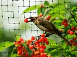 Bird Netting Bird Netting Bird Bird Garden