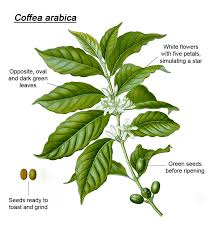 Image result for Coffea ligustroides