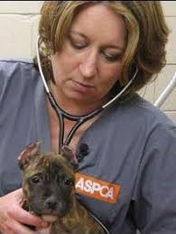 CSI for animals: Forensic vet tackles cruelty cases