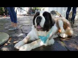 Dakin Humane Society S 7th Annual Mutts Mimosas Will Return To Quonquont Farm In Whately Ma On Sunday September 22 20 Mutt Humane Society Seasonal Drinks