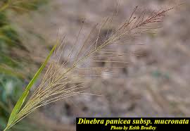 Image result for Dinebra