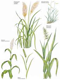 Image result for Poaceae
