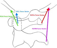 Joint — a joint is the area where two bones are attached for the purpose of motion of body parts. Injury Threshold Of Rectus Capitis Muscles At The Atlanto Occipital Joint Journal Of Manipulative Physiological Therapeutics