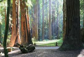 Armstrong Redwoods State Natural Reserve Napa Trip Guerneville Wine Country California