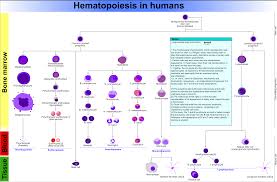 essential resources for hematology oncology