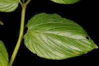 Image result for Gouania tiliifolia