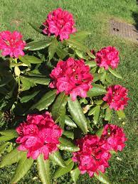 Pin On Rhododendron