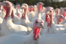 Turkeys are kept or reared for meat purposes. Egg Production In Turkey Breeding Hens Zootecnica International