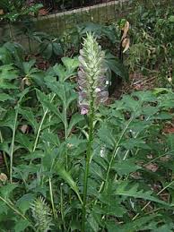Image result for Acanthus mayaccanus