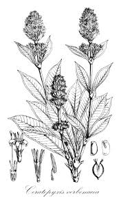 Image result for Belonophora coffeoides
