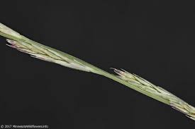Image result for Leptochloa fusca