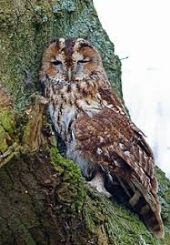 Some countries eat cat meat regularly, whereas others have only consumed some cat meat in desperation during wartime or poverty. Tawny Owl Wikipedia
