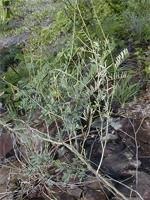 Image result for Tephrosia noctiflora