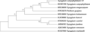 Image result for Syzygium rowlandii